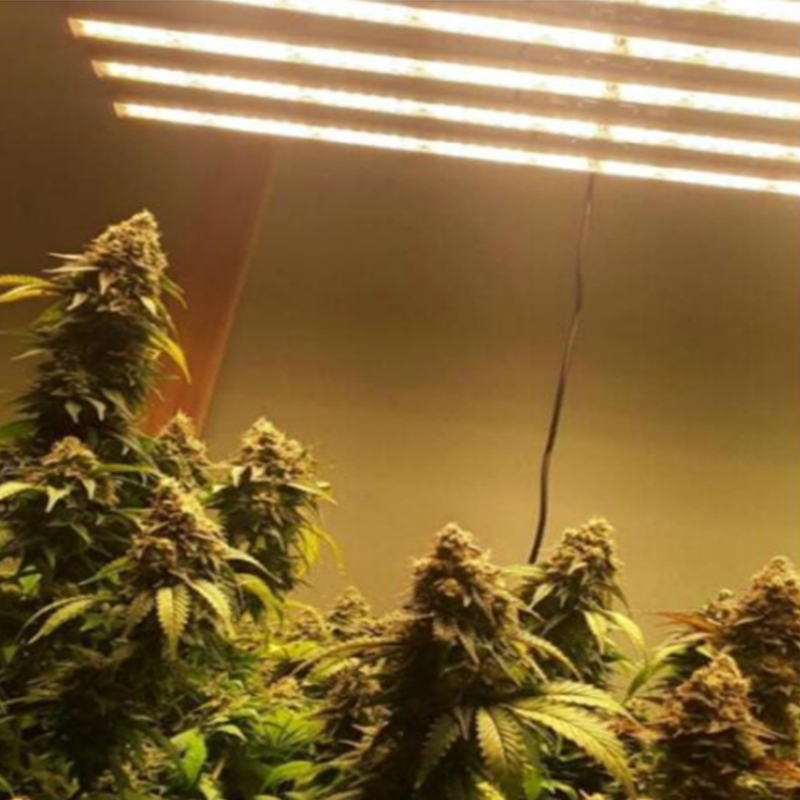 what-is-hot-selling-of-600w-led-growth-light-for-cannabis