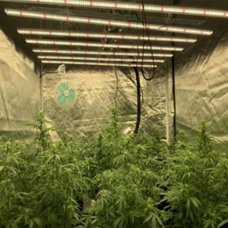 what-is-hot-selling-of-600w-led-growth-light-for-cannabis