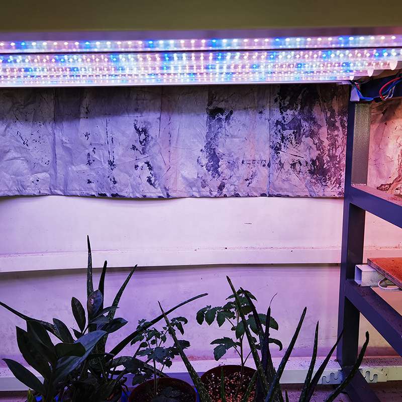 T8 36W 40W F40 T8 Plant Grow Light Tube Lamp G13 with Super White/ Red/Blue  Light - China Plant Grow Light, Plant Grow Lamp