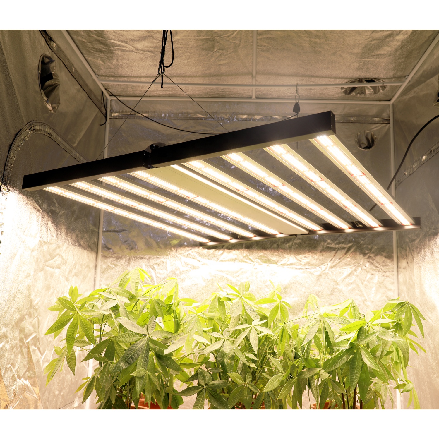 Led grow store light supplier